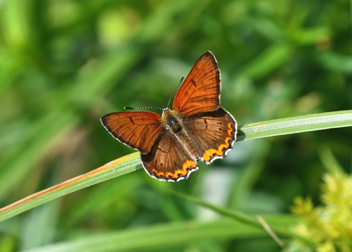 Bronze Copper - male